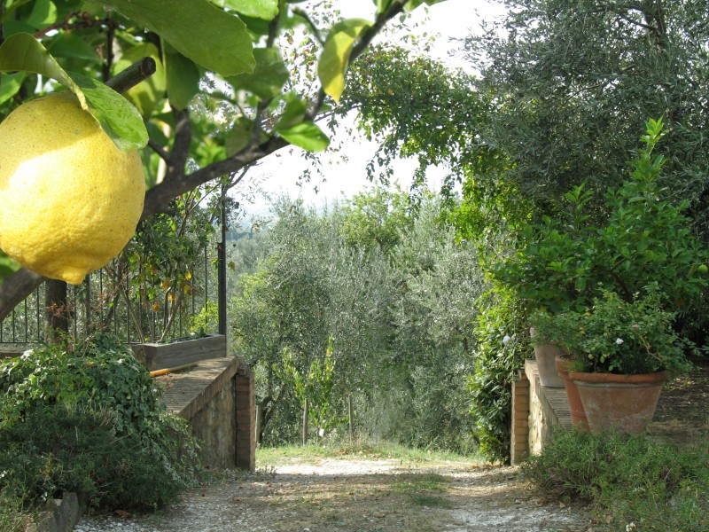 Olivenland