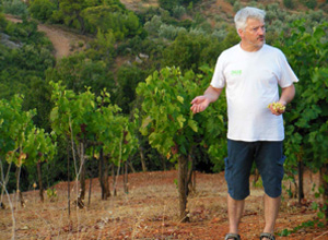 weinernte-leesen