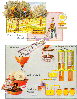 prozess-olivenoelherstellung